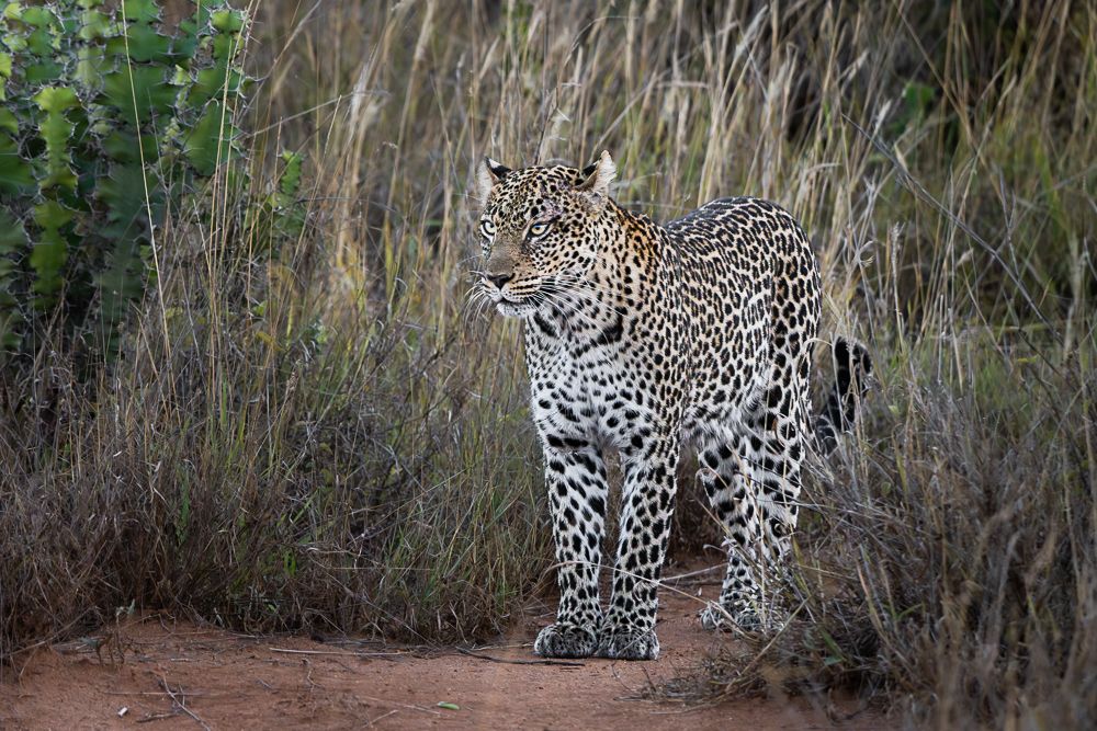 В поисках Багиры... то есть черного леопарда Гизы (5 дневное сафари в Лайкипии, Кения)