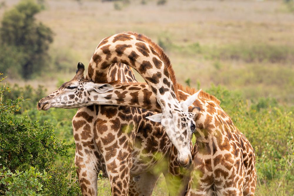 В поисках Багиры... то есть черного леопарда Гизы (5 дневное сафари в Лайкипии, Кения)