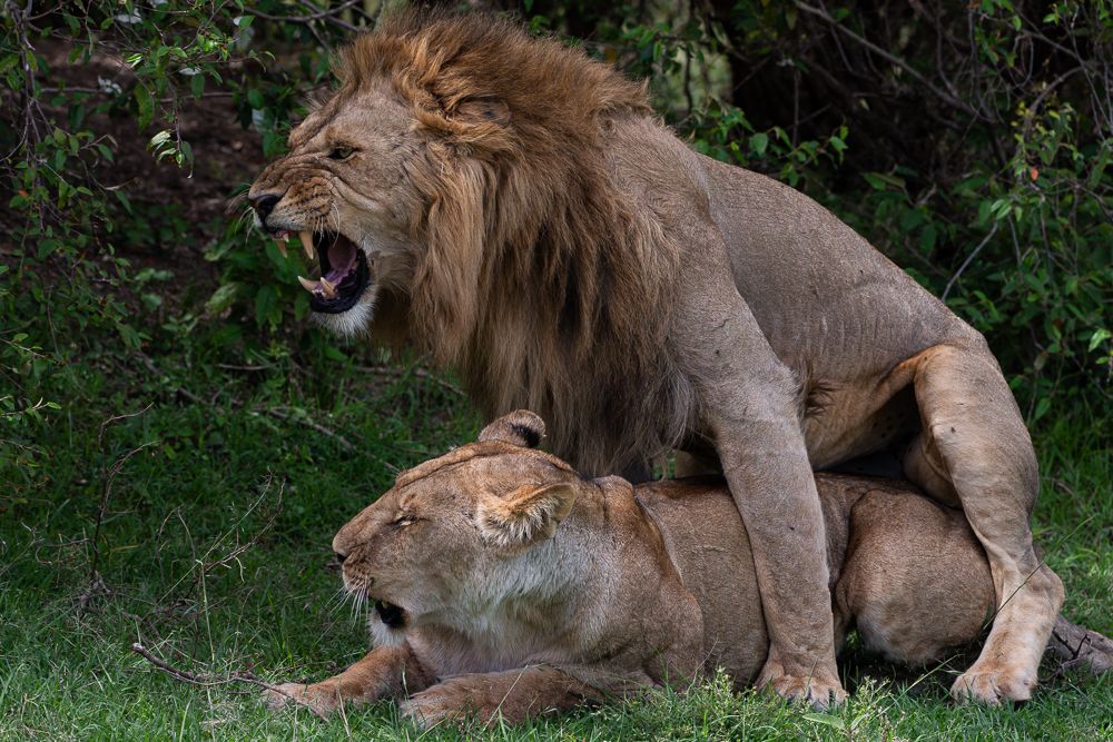 О всех созданиях (с) 10 дней в Масаи Мара (резерв и частные заповедники)