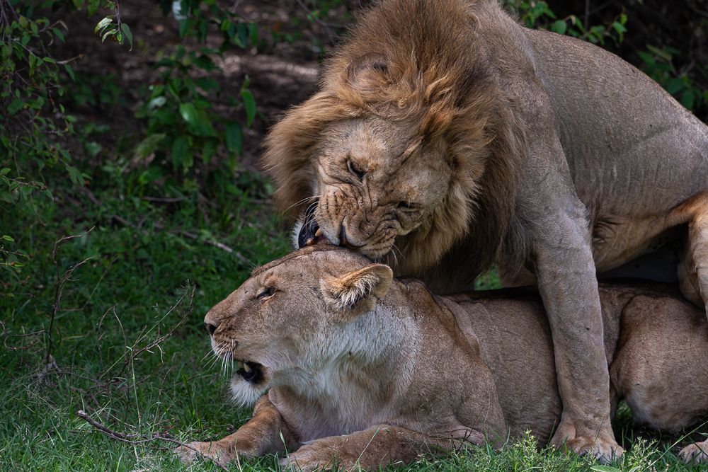 О всех созданиях (с) 10 дней в Масаи Мара (резерв и частные заповедники)