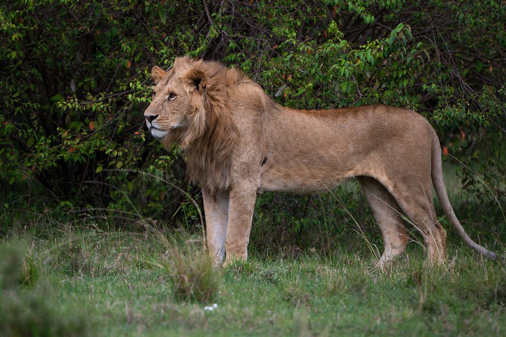 О всех созданиях (с) 10 дней в Масаи Мара (резерв и частные заповедники)