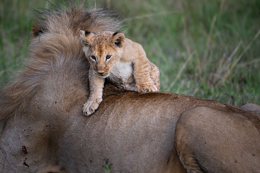 О всех созданиях больших и малых (с) 10 дней сафари в Масаи Мара (резерв и частные заповедники) О всех созданиях больших и малых (с) 10 дней сафари в Масаи Мара (резерв и частные заповедники)