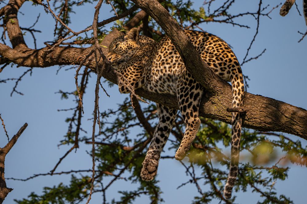 О всех созданиях (с) 10 дней в Масаи Мара (резерв и частные заповедники) О всех созданиях (с) 10 дней в Масаи Мара (резерв и частные заповедники)