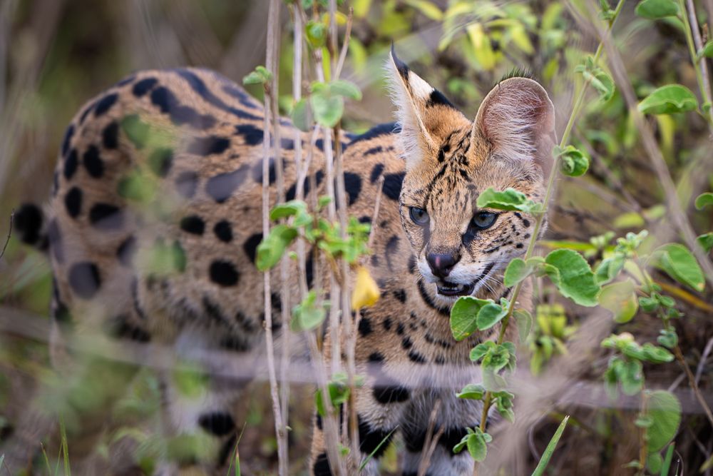 В поисках Багиры... то есть черного леопарда Гизы (5 дневное сафари в Лайкипии, Кения)