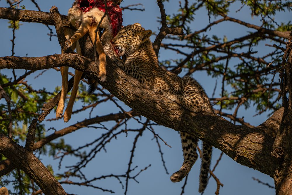 О всех созданиях (с) 10 дней в Масаи Мара (резерв и частные заповедники) О всех созданиях (с) 10 дней в Масаи Мара (резерв и частные заповедники)