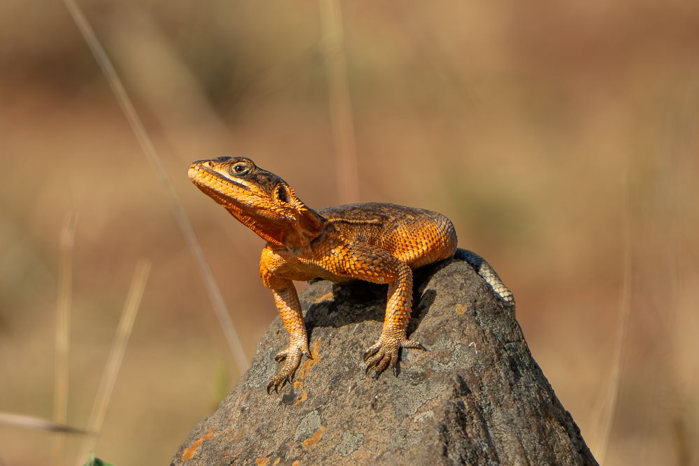 В поисках Багиры... то есть черного леопарда Гизы (5 дневное сафари в Лайкипии, Кения)