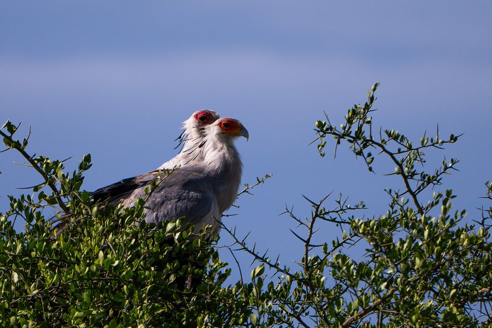 О всех созданиях (с) 10 дней в Масаи Мара (резерв и частные заповедники)