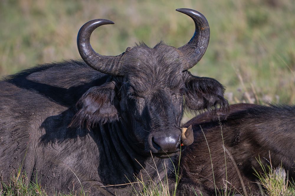 О всех созданиях больших и малых (с) 10 дней сафари в Масаи Мара (резерв и частные заповедники)