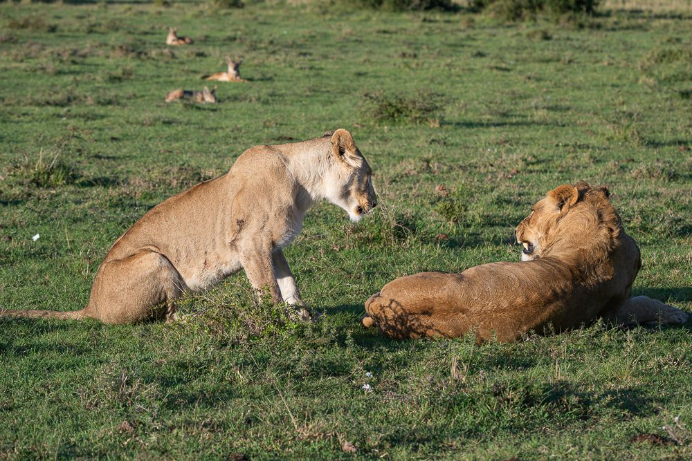 О всех созданиях больших и малых (с) 10 дней сафари в Масаи Мара (резерв и частные заповедники) О всех созданиях больших и малых (с) 10 дней сафари в Масаи Мара (резерв и частные заповедники)