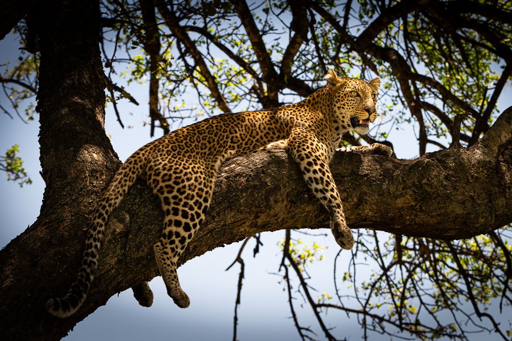 О всех созданиях больших и малых (с) 10 дней сафари в Масаи Мара (резерв и частные заповедники) О всех созданиях больших и малых (с) 10 дней сафари в Масаи Мара (резерв и частные заповедники)
