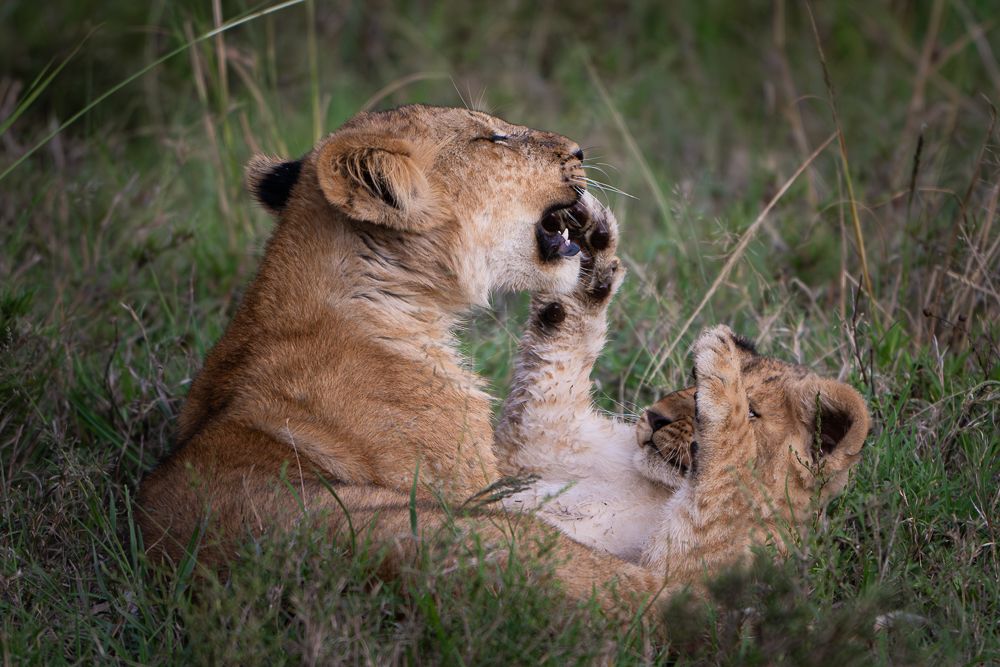 О всех созданиях больших и малых (с) 10 дней сафари в Масаи Мара (резерв и частные заповедники) О всех созданиях больших и малых (с) 10 дней сафари в Масаи Мара (резерв и частные заповедники)
