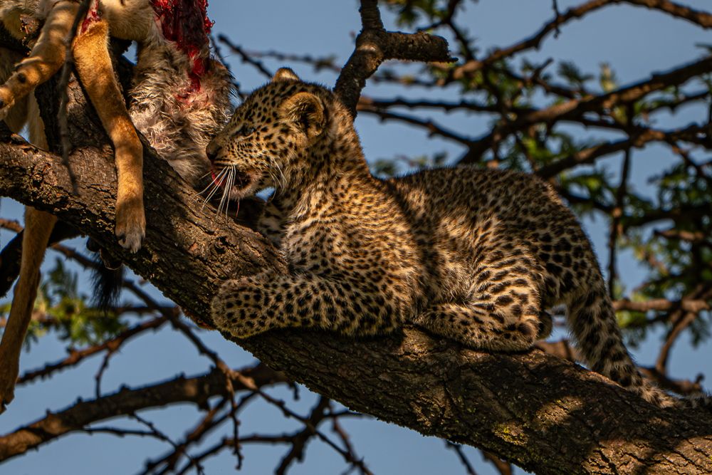 О всех созданиях (с) 10 дней в Масаи Мара (резерв и частные заповедники) О всех созданиях (с) 10 дней в Масаи Мара (резерв и частные заповедники)