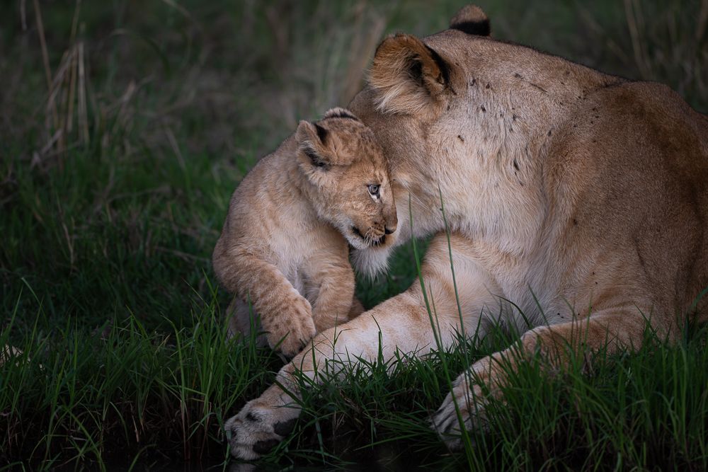 О всех созданиях больших и малых (с) 10 дней сафари в Масаи Мара (резерв и частные заповедники) О всех созданиях больших и малых (с) 10 дней сафари в Масаи Мара (резерв и частные заповедники)