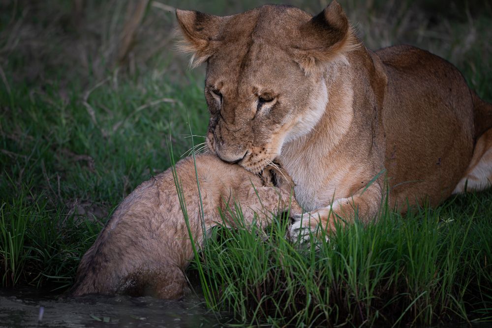 О всех созданиях больших и малых (с) 10 дней сафари в Масаи Мара (резерв и частные заповедники) О всех созданиях больших и малых (с) 10 дней сафари в Масаи Мара (резерв и частные заповедники)