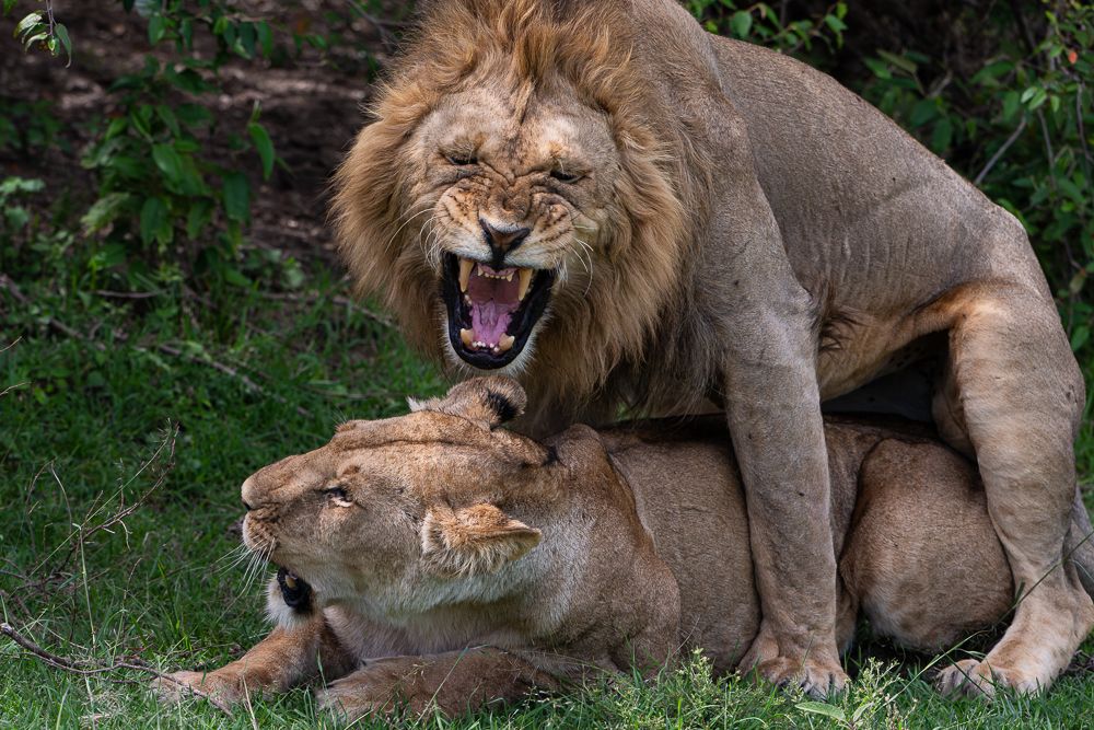 О всех созданиях (с) 10 дней в Масаи Мара (резерв и частные заповедники)