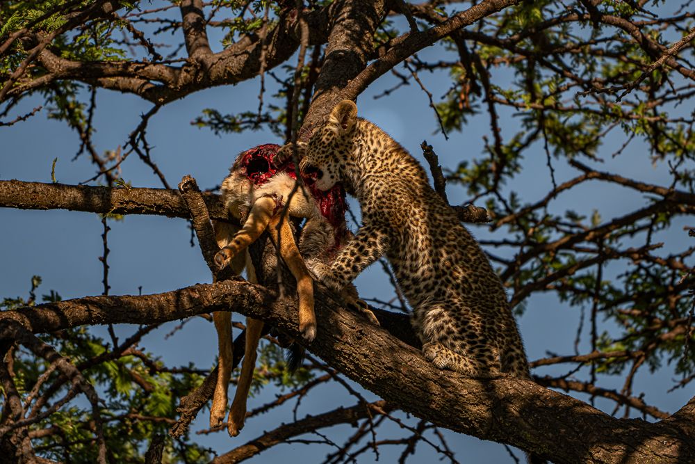 О всех созданиях (с) 10 дней в Масаи Мара (резерв и частные заповедники) О всех созданиях (с) 10 дней в Масаи Мара (резерв и частные заповедники)