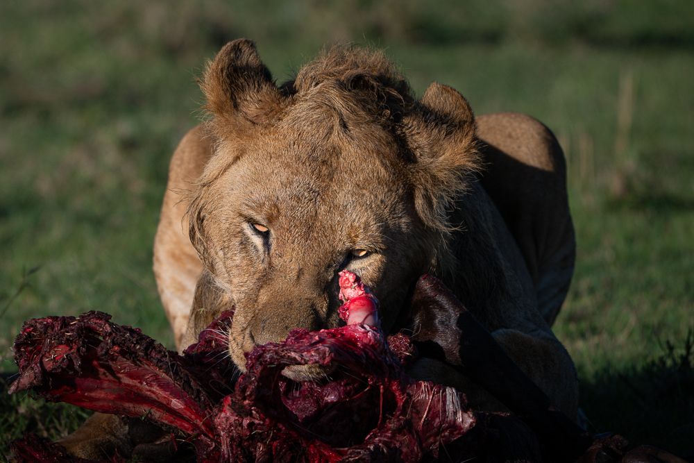 О всех созданиях больших и малых (с) 10 дней сафари в Масаи Мара (резерв и частные заповедники) О всех созданиях больших и малых (с) 10 дней сафари в Масаи Мара (резерв и частные заповедники)