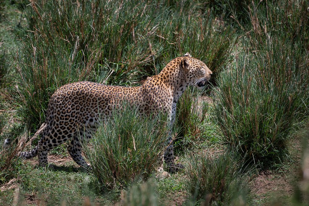 О всех созданиях больших и малых (с) 10 дней сафари в Масаи Мара (резерв и частные заповедники) О всех созданиях больших и малых (с) 10 дней сафари в Масаи Мара (резерв и частные заповедники)