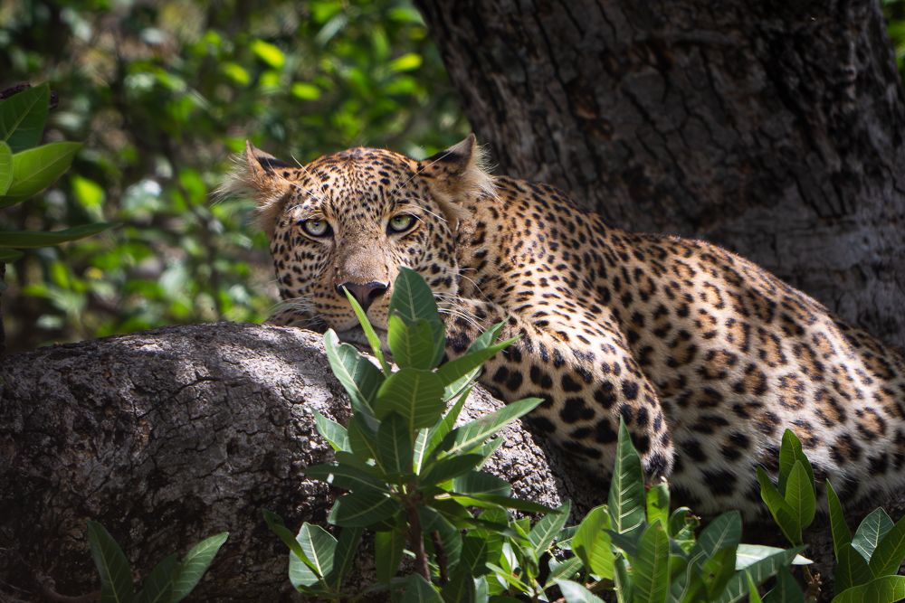 О всех созданиях больших и малых (с) 10 дней сафари в Масаи Мара (резерв и частные заповедники) О всех созданиях больших и малых (с) 10 дней сафари в Масаи Мара (резерв и частные заповедники)