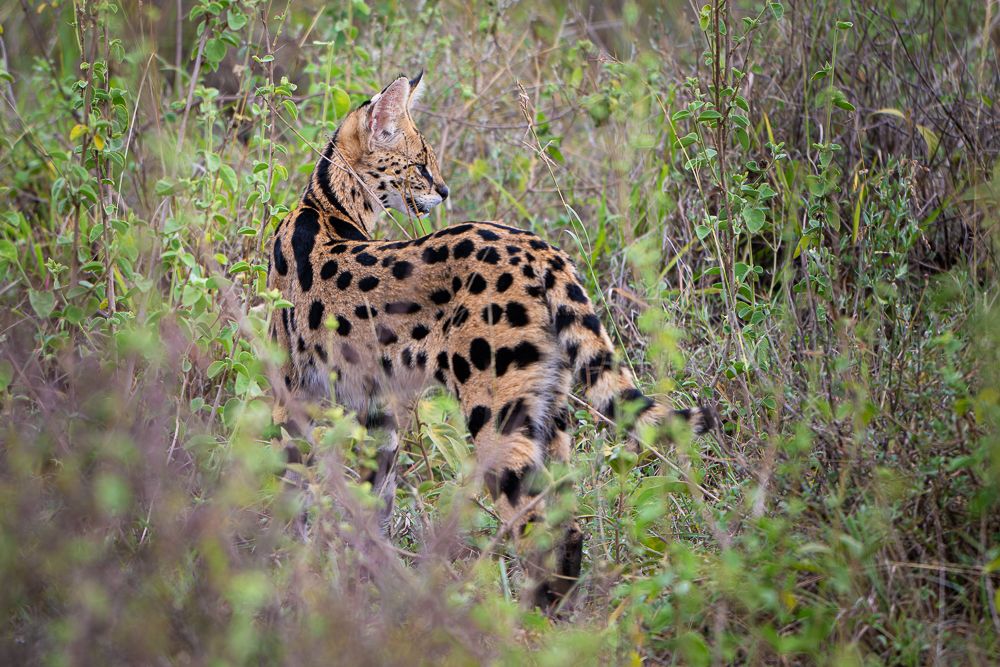 В поисках Багиры... то есть черного леопарда Гизы (5 дневное сафари в Лайкипии, Кения)