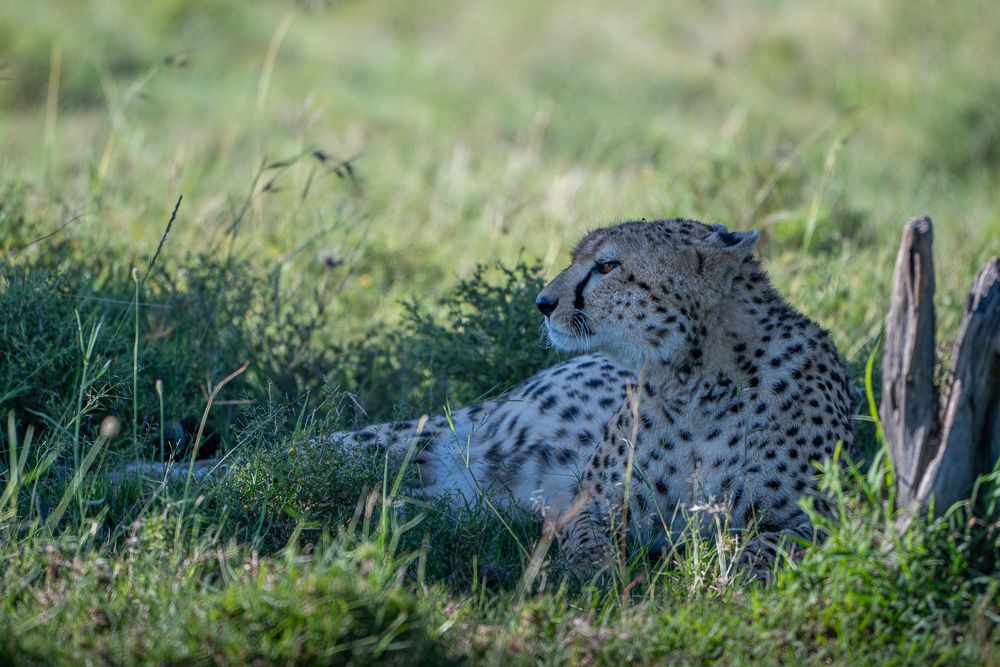 О всех созданиях (с) 10 дней в Масаи Мара (резерв и частные заповедники) О всех созданиях (с) 10 дней в Масаи Мара (резерв и частные заповедники)