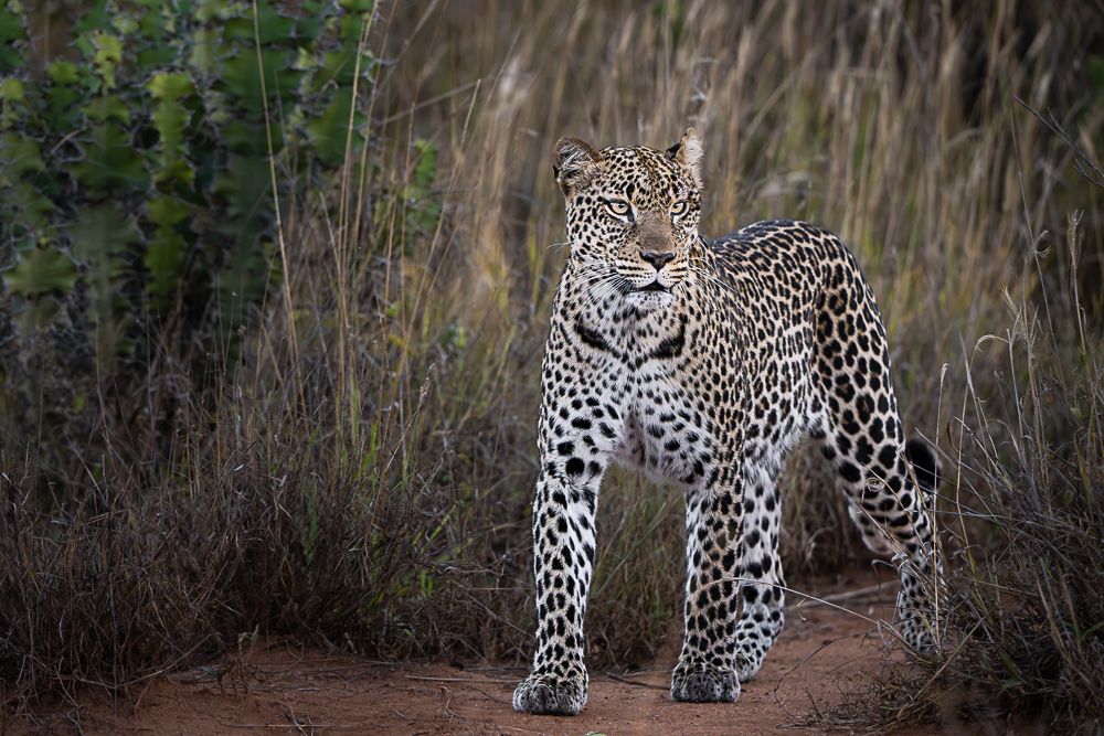 В поисках Багиры... то есть черного леопарда Гизы (5 дневное сафари в Лайкипии, Кения)