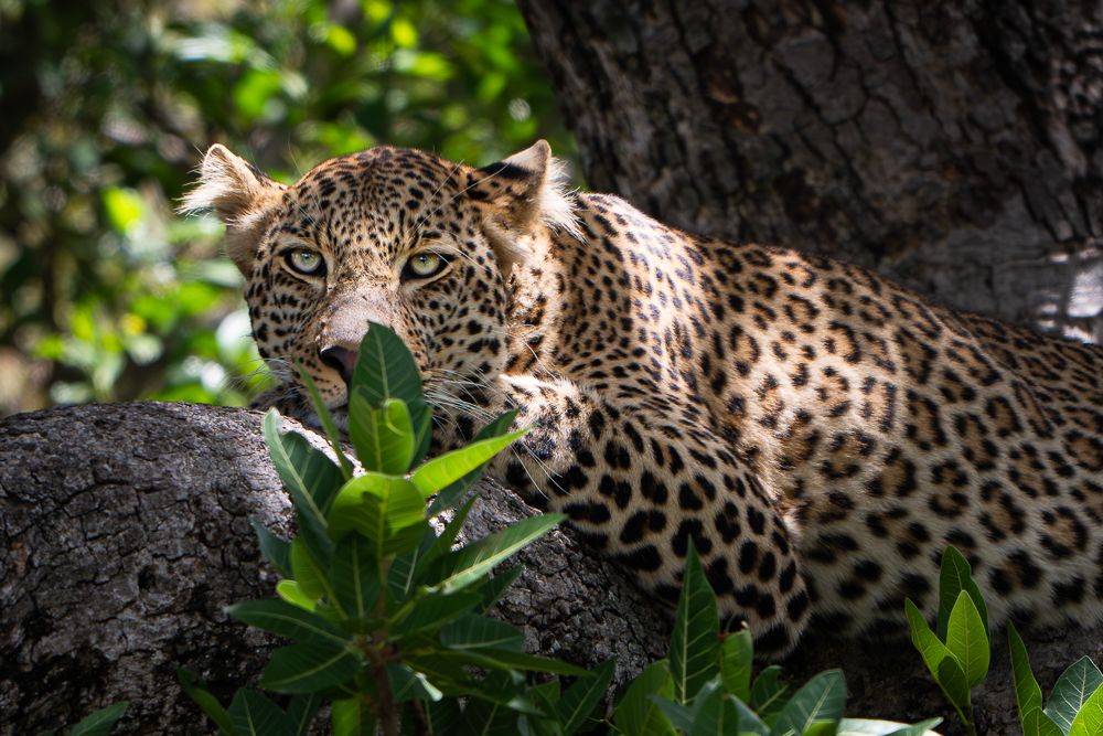 О всех созданиях больших и малых (с) 10 дней сафари в Масаи Мара (резерв и частные заповедники) О всех созданиях больших и малых (с) 10 дней сафари в Масаи Мара (резерв и частные заповедники)