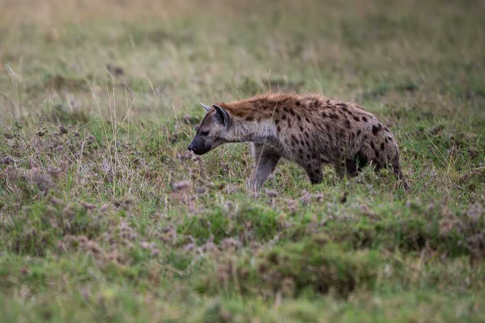 О всех созданиях (с) 10 дней в Масаи Мара (резерв и частные заповедники)