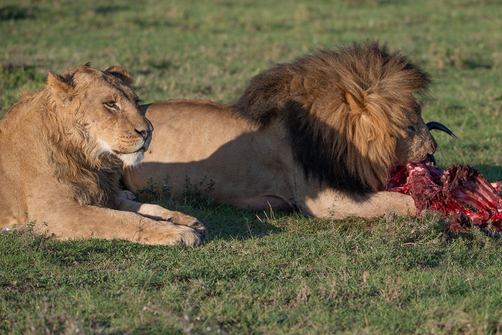 О всех созданиях больших и малых (с) 10 дней сафари в Масаи Мара (резерв и частные заповедники) О всех созданиях больших и малых (с) 10 дней сафари в Масаи Мара (резерв и частные заповедники)