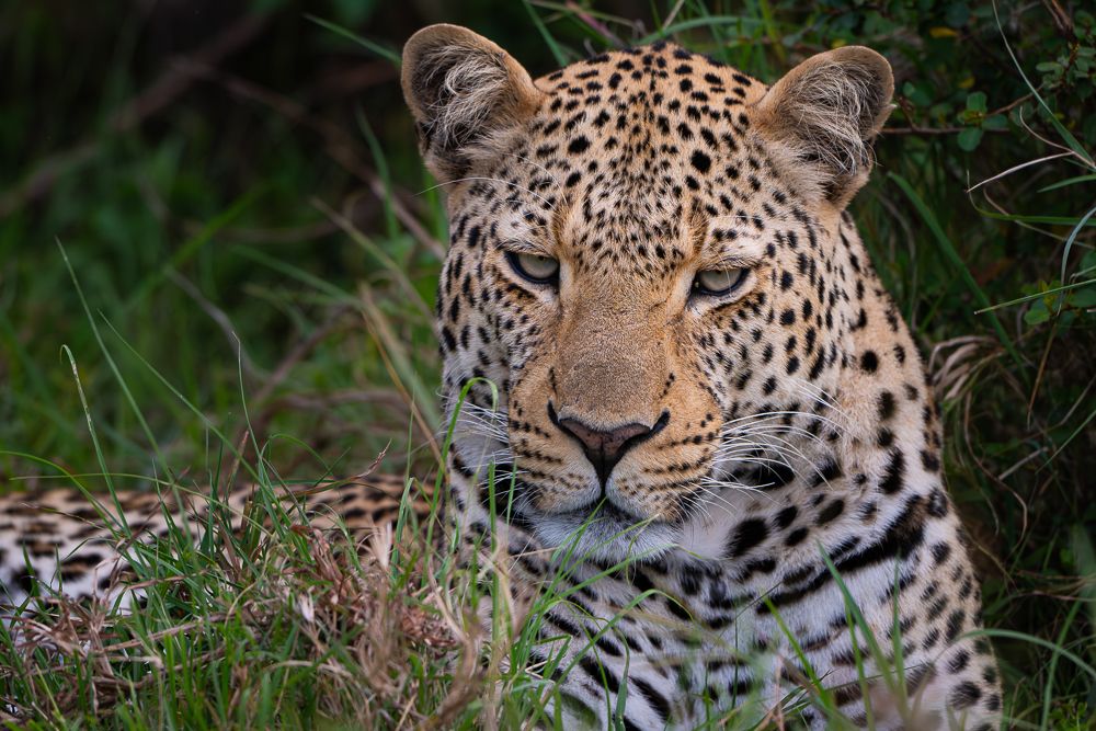О всех созданиях (с) 10 дней в Масаи Мара (резерв и частные заповедники)