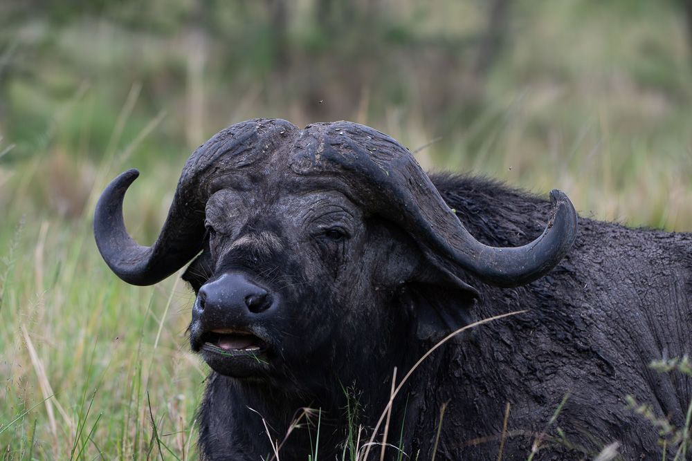 О всех созданиях (с) 10 дней в Масаи Мара (резерв и частные заповедники)