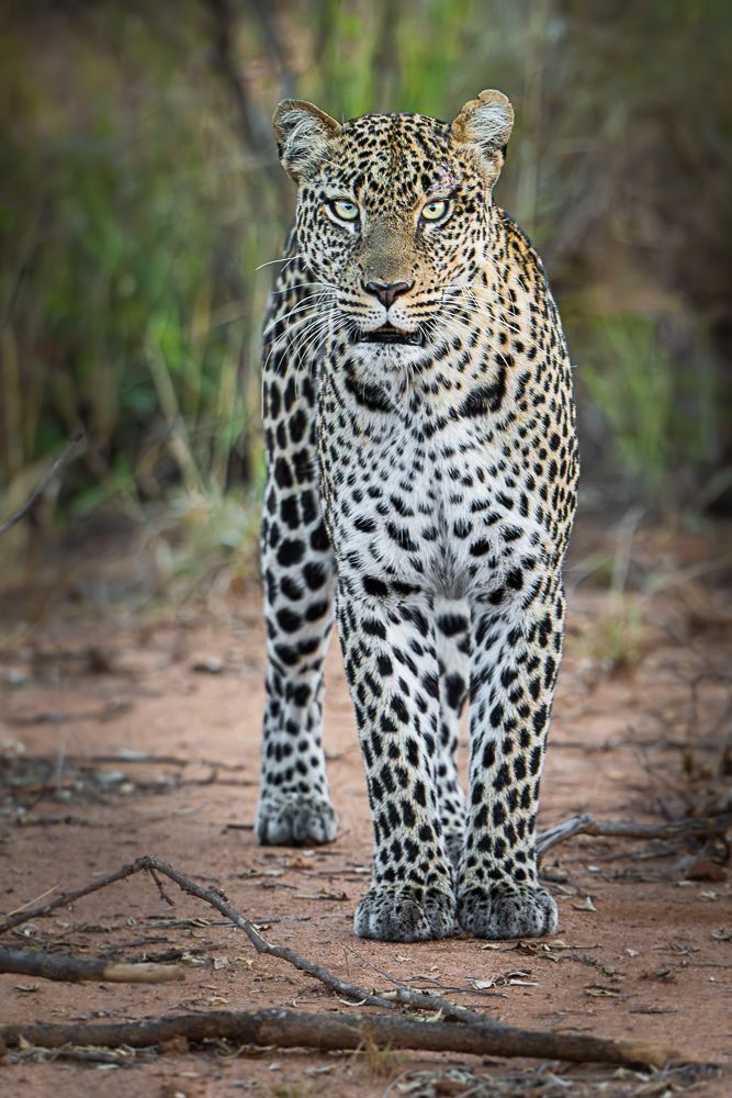 В поисках Багиры... то есть черного леопарда Гизы (5 дневное сафари в Лайкипии, Кения)