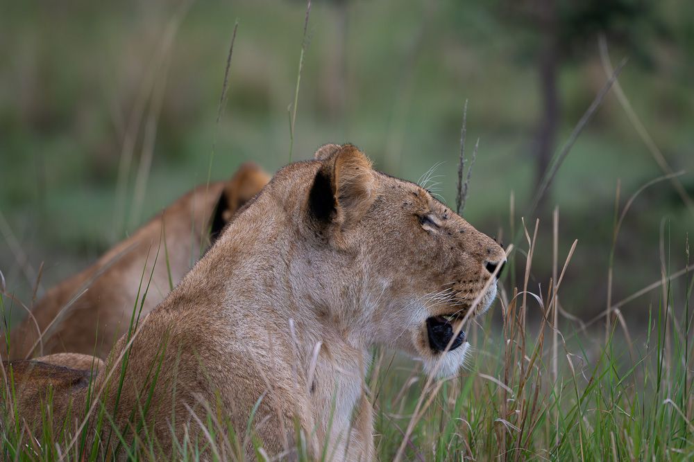 О всех созданиях (с) 10 дней в Масаи Мара (резерв и частные заповедники)