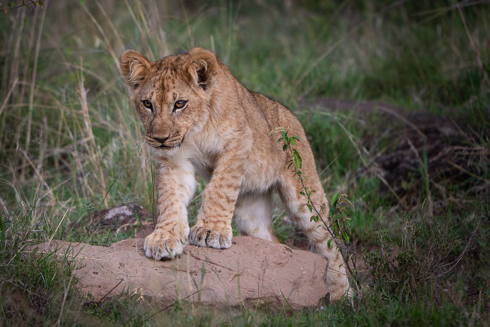О всех созданиях больших и малых (с) 10 дней сафари в Масаи Мара (резерв и частные заповедники) О всех созданиях больших и малых (с) 10 дней сафари в Масаи Мара (резерв и частные заповедники)