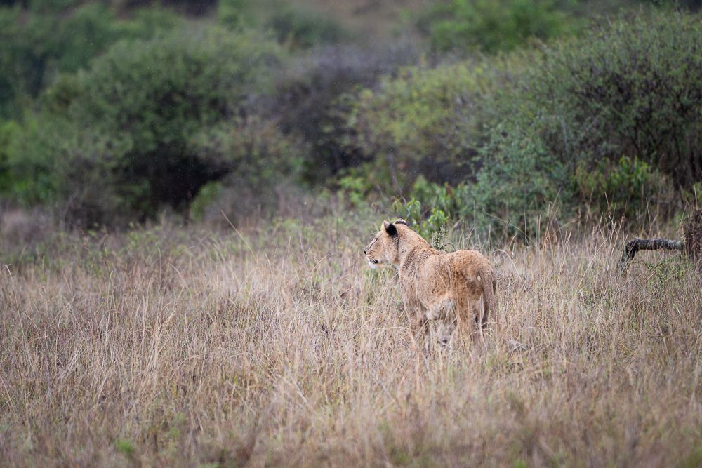 В поисках Багиры... то есть черного леопарда Гизы (5 дневное сафари в Лайкипии, Кения)