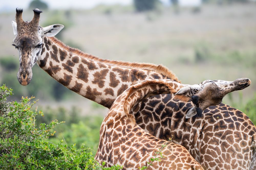 В поисках Багиры... то есть черного леопарда Гизы (5 дневное сафари в Лайкипии, Кения)