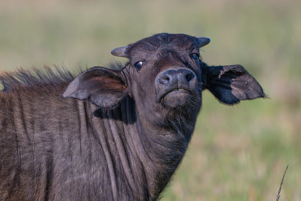О всех созданиях больших и малых (с) 10 дней сафари в Масаи Мара (резерв и частные заповедники)