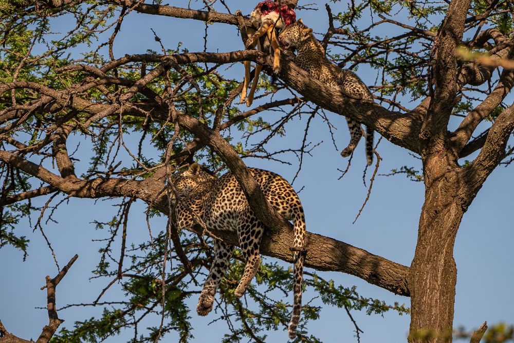 О всех созданиях (с) 10 дней в Масаи Мара (резерв и частные заповедники) О всех созданиях (с) 10 дней в Масаи Мара (резерв и частные заповедники)