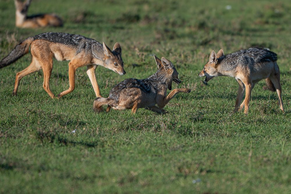 О всех созданиях больших и малых (с) 10 дней сафари в Масаи Мара (резерв и частные заповедники) О всех созданиях больших и малых (с) 10 дней сафари в Масаи Мара (резерв и частные заповедники)