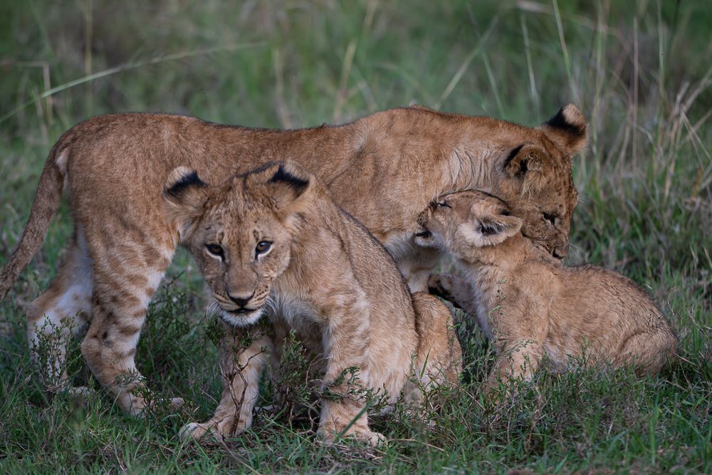О всех созданиях больших и малых (с) 10 дней сафари в Масаи Мара (резерв и частные заповедники) О всех созданиях больших и малых (с) 10 дней сафари в Масаи Мара (резерв и частные заповедники)