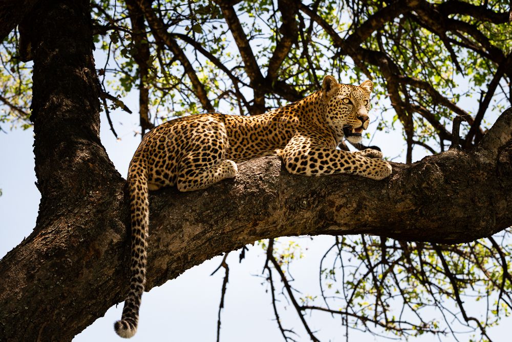 О всех созданиях больших и малых (с) 10 дней сафари в Масаи Мара (резерв и частные заповедники) О всех созданиях больших и малых (с) 10 дней сафари в Масаи Мара (резерв и частные заповедники)