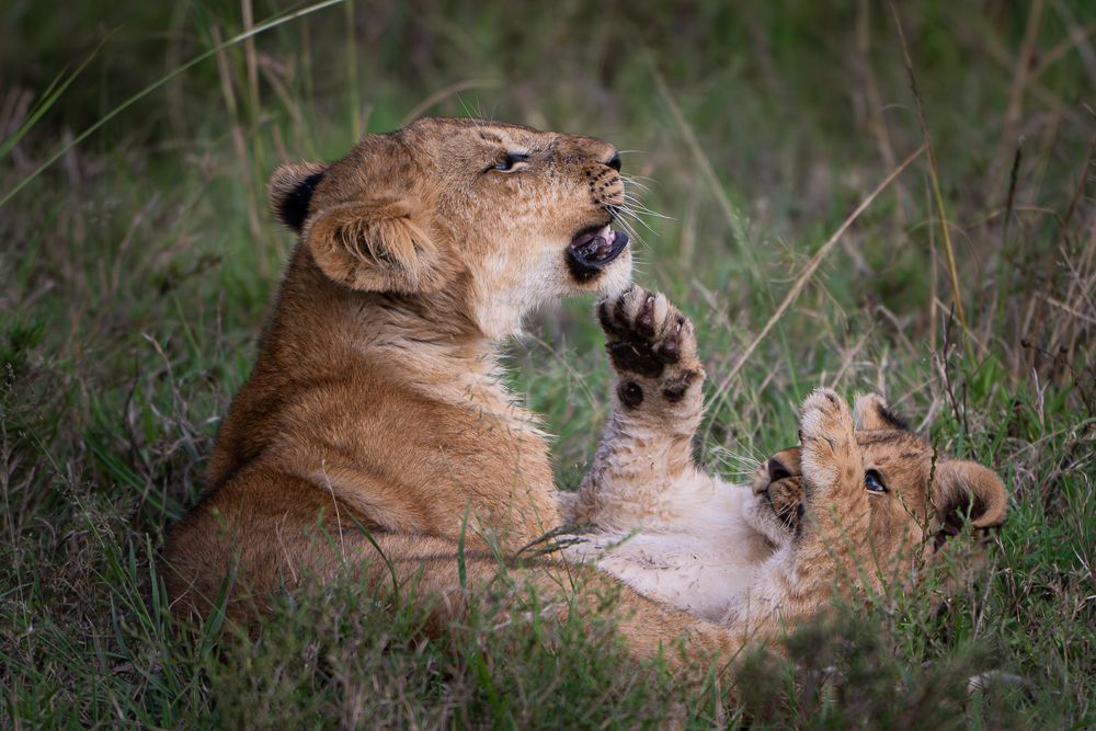 О всех созданиях больших и малых (с) 10 дней сафари в Масаи Мара (резерв и частные заповедники) О всех созданиях больших и малых (с) 10 дней сафари в Масаи Мара (резерв и частные заповедники)