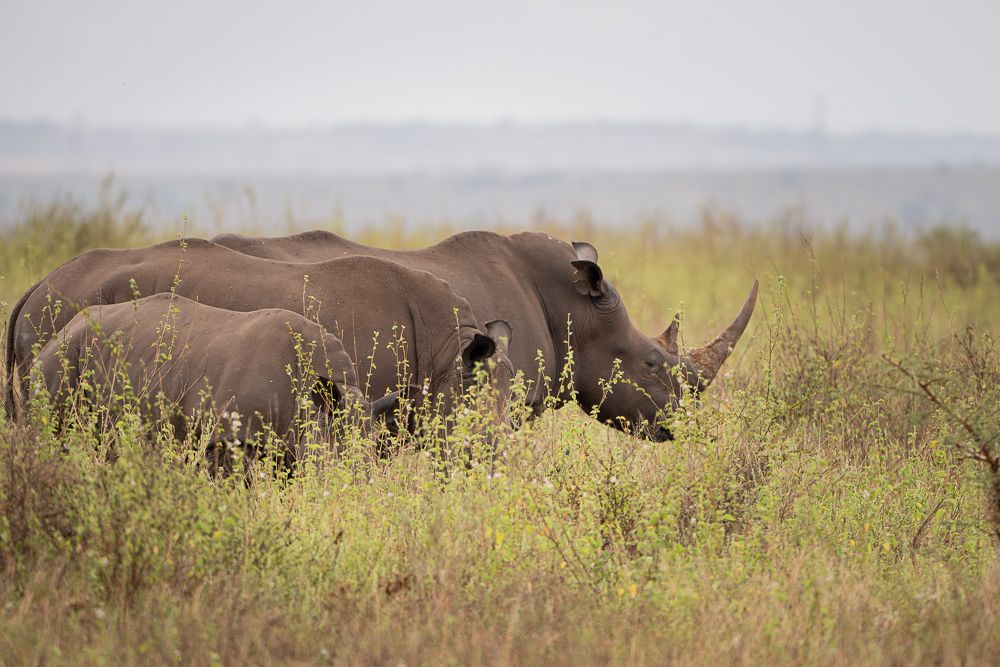 В поисках Багиры... то есть черного леопарда Гизы (5 дневное сафари в Лайкипии, Кения)