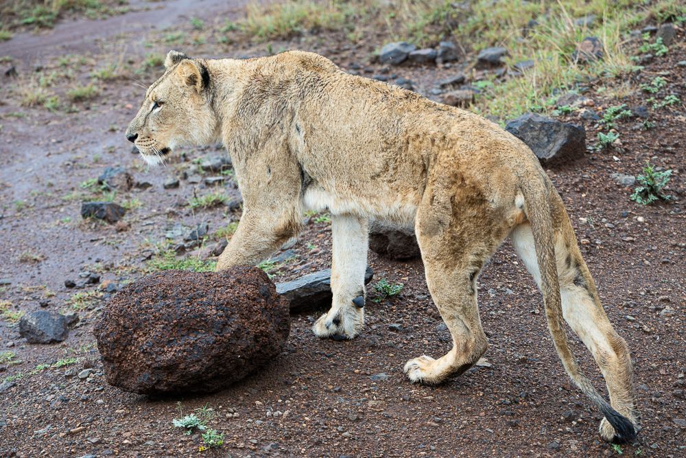 В поисках Багиры... то есть черного леопарда Гизы (5 дневное сафари в Лайкипии, Кения)