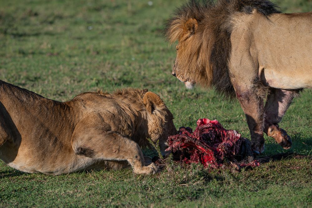 О всех созданиях больших и малых (с) 10 дней сафари в Масаи Мара (резерв и частные заповедники) О всех созданиях больших и малых (с) 10 дней сафари в Масаи Мара (резерв и частные заповедники)