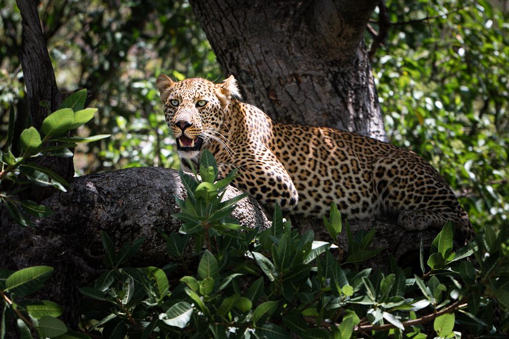 О всех созданиях больших и малых (с) 10 дней сафари в Масаи Мара (резерв и частные заповедники) О всех созданиях больших и малых (с) 10 дней сафари в Масаи Мара (резерв и частные заповедники)