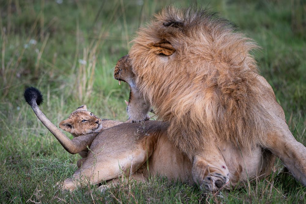 О всех созданиях больших и малых (с) 10 дней сафари в Масаи Мара (резерв и частные заповедники)