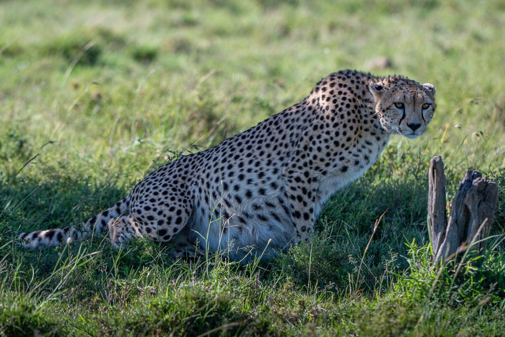О всех созданиях (с) 10 дней в Масаи Мара (резерв и частные заповедники) О всех созданиях (с) 10 дней в Масаи Мара (резерв и частные заповедники)