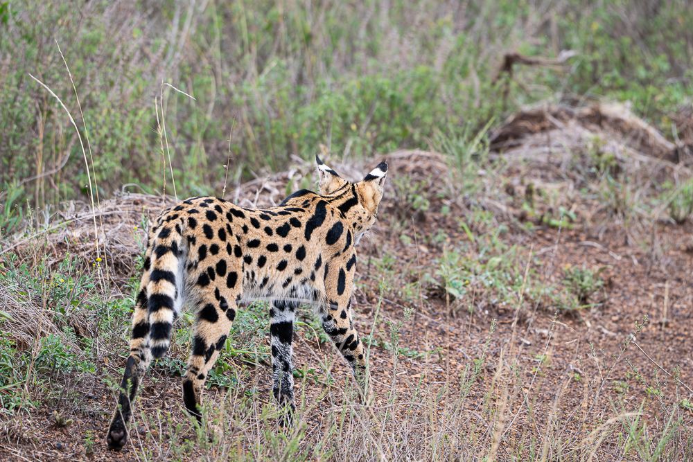 В поисках Багиры... то есть черного леопарда Гизы (5 дневное сафари в Лайкипии, Кения)