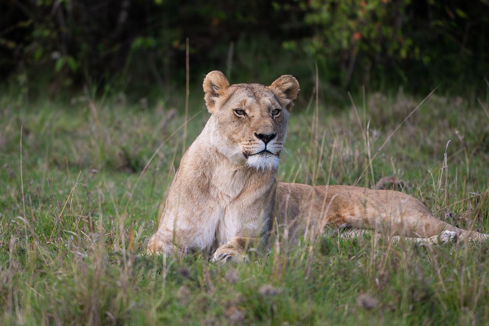 О всех созданиях (с) 10 дней в Масаи Мара (резерв и частные заповедники)